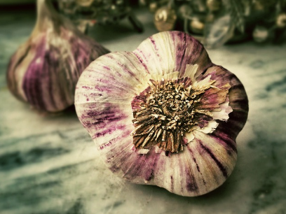 Správná výsadba česneku